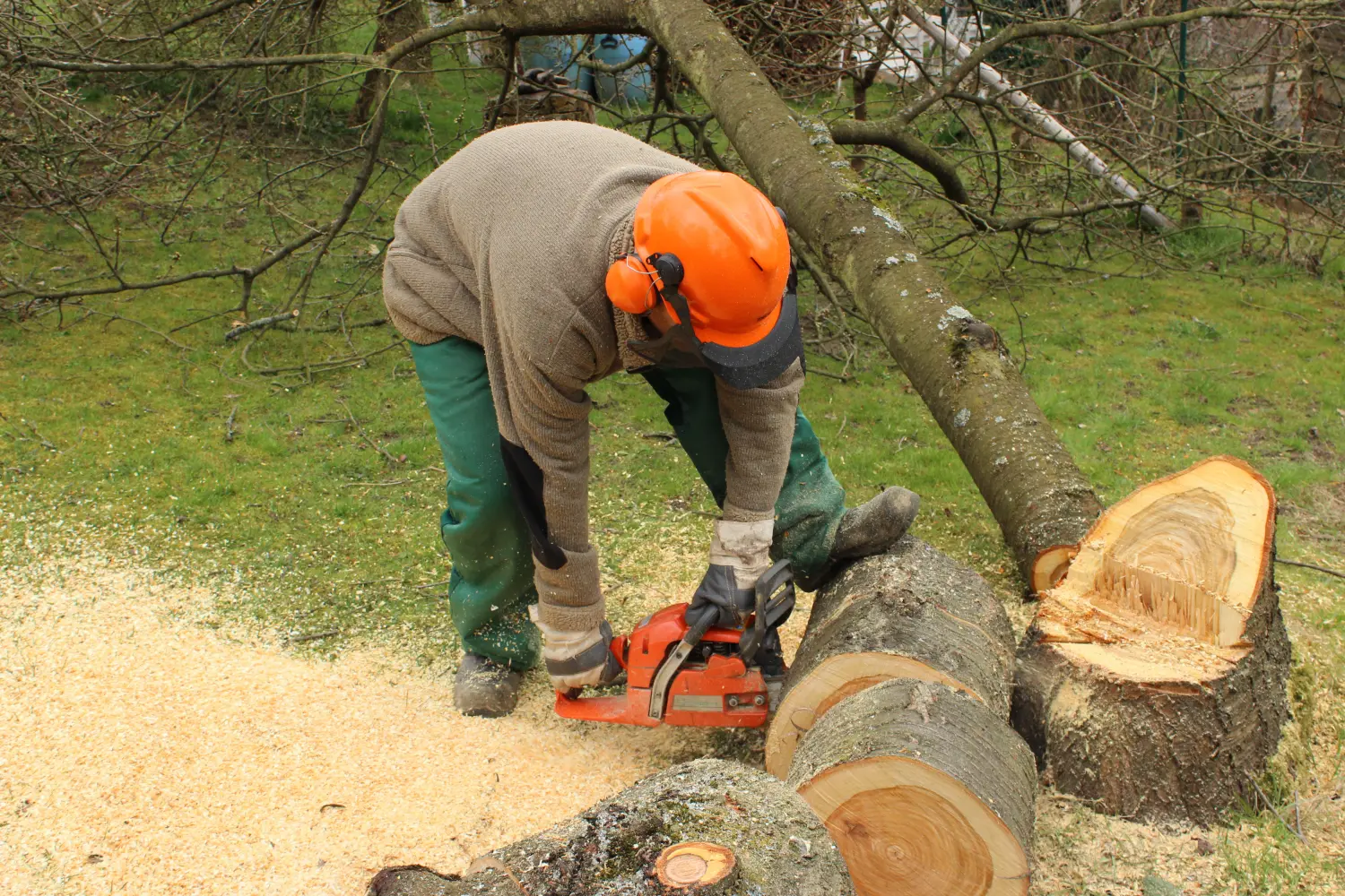 Baumfällarbeiten - Mann mit Schutzhelm und Schutzkleidung zersägt einen Baumstamm mit Motorsäge
